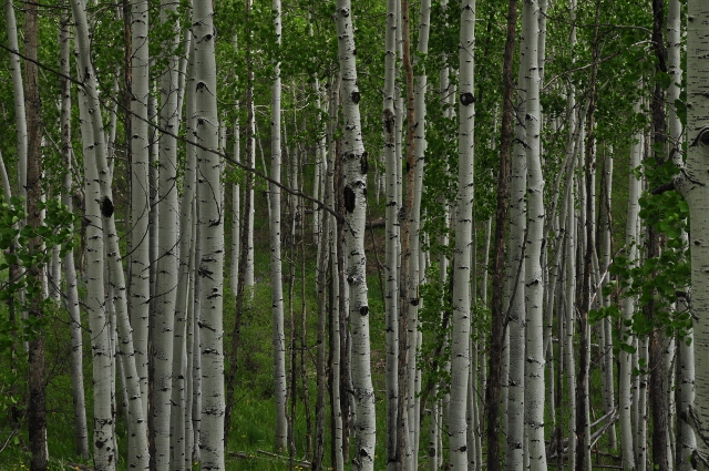 Big Al Trail of aspens